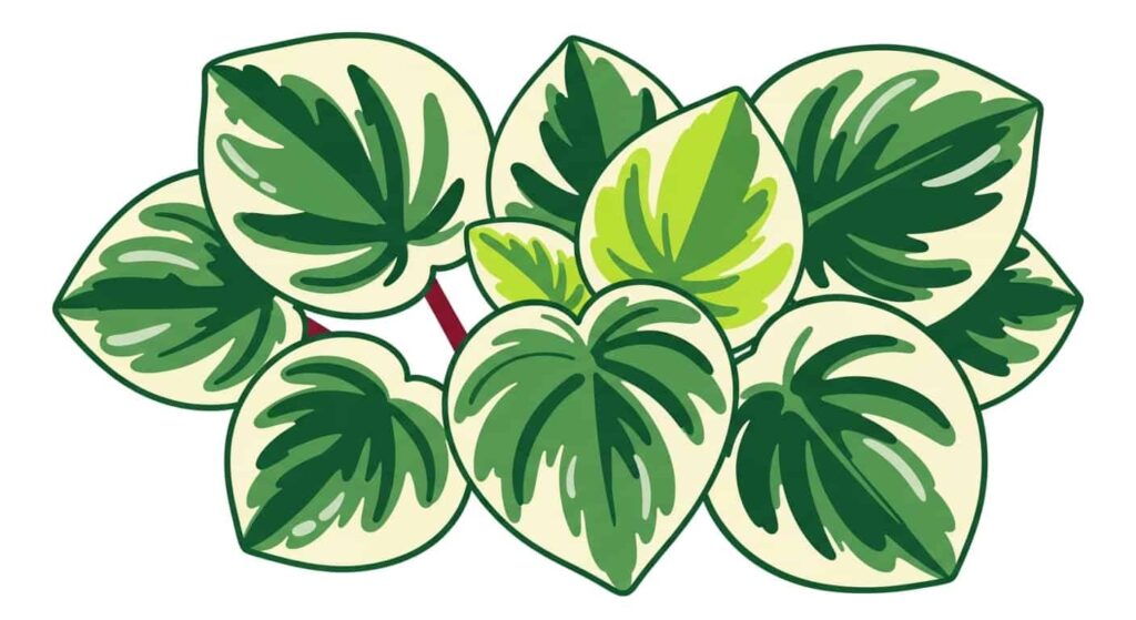 What Makes the Lemon Lime Pepperomia Special