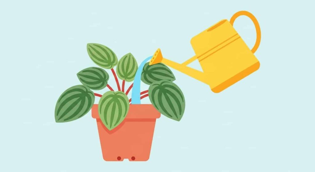 4. How to Fertilize Your Baby Rubber Plant