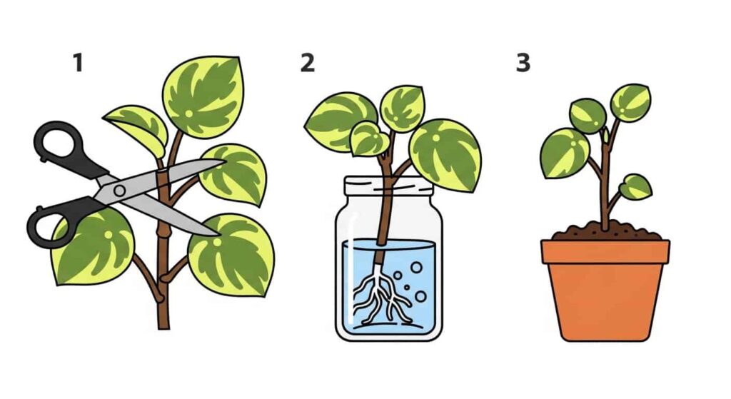 Propagating Your Lemon Lime Pepperomia