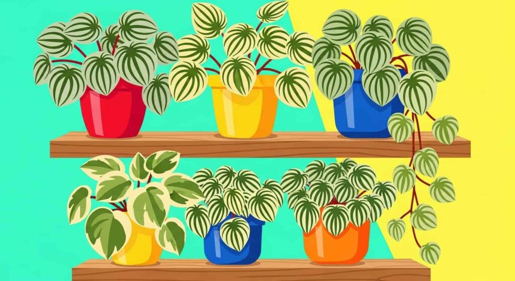 7. Growing Your Collection