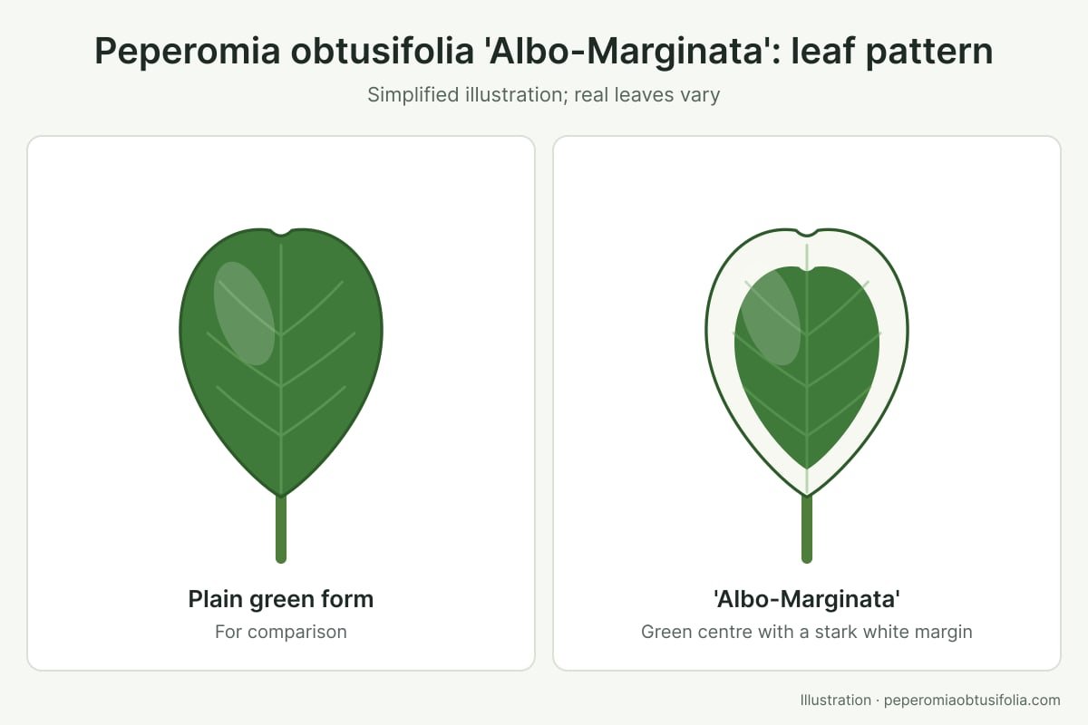 Illustration of a Peperomia obtusifolia 'Albo-Marginata' leaf with a white margin next to a plain green leaf