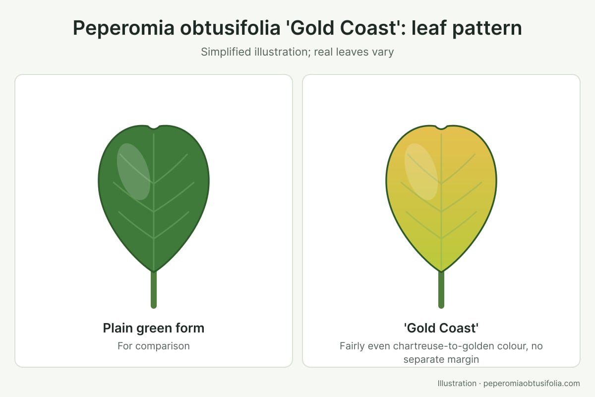 Illustration of an evenly chartreuse-to-gold Peperomia obtusifolia 'Gold Coast' leaf next to a plain green leaf