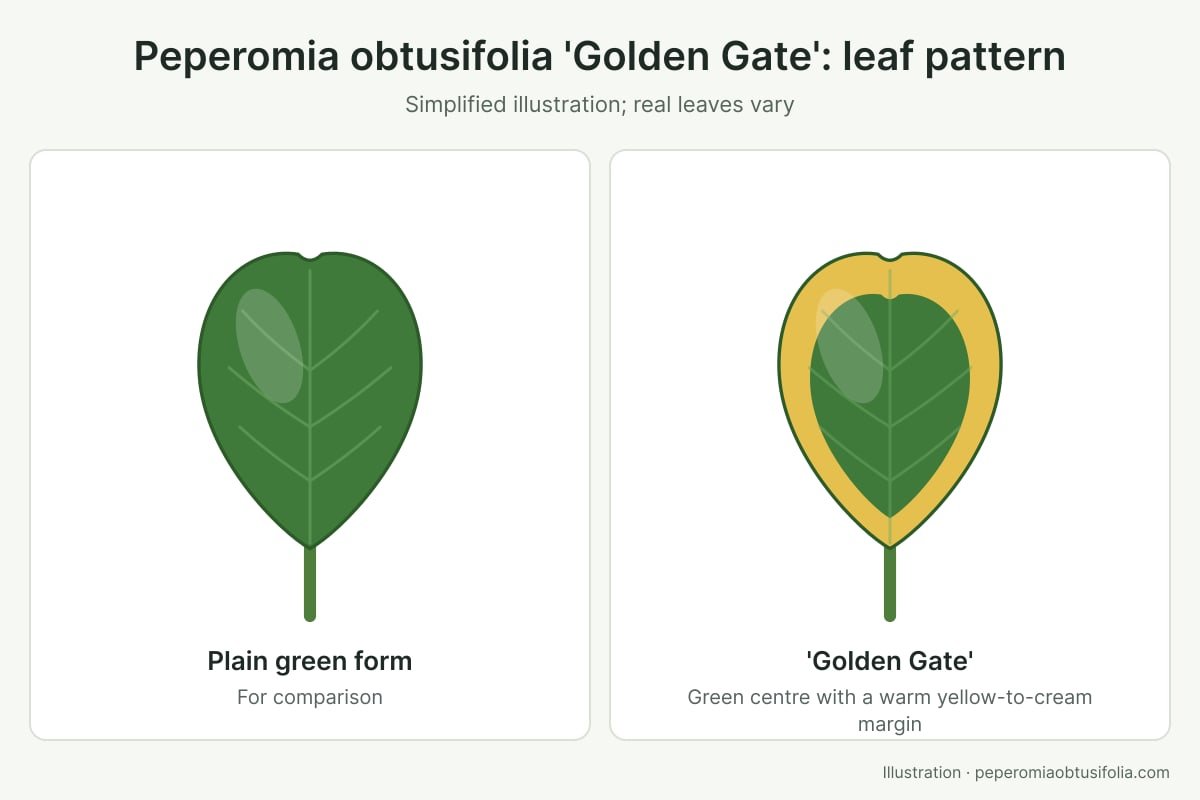 Illustration of a Peperomia obtusifolia 'Golden Gate' leaf with a yellow margin next to a plain green leaf