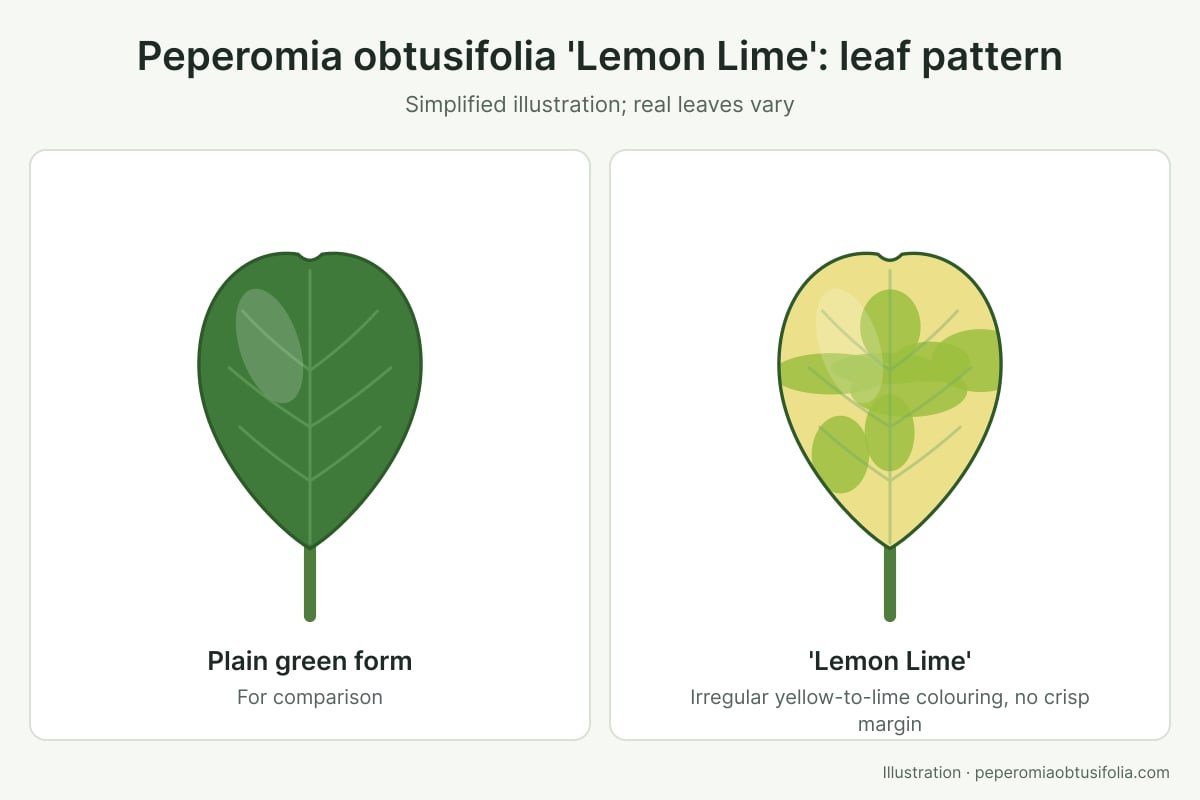 Illustration of a yellow-and-lime Peperomia obtusifolia 'Lemon Lime' leaf next to a plain green leaf