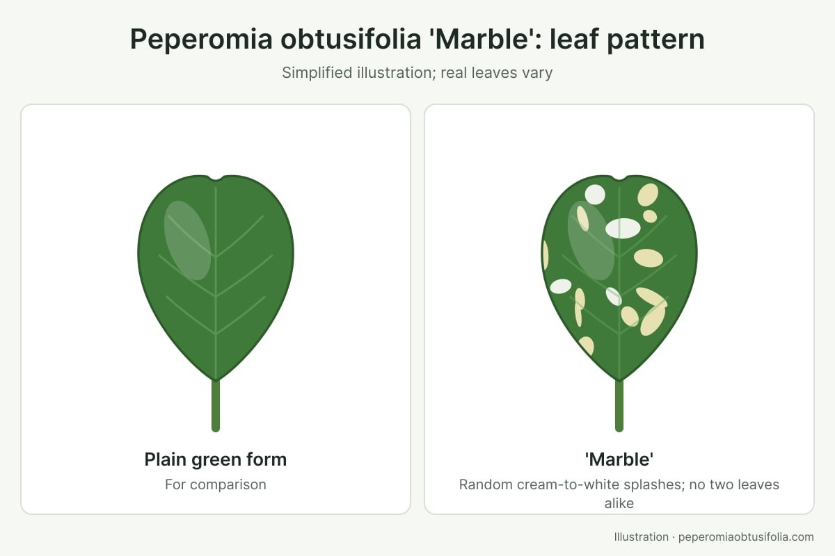 Illustration of a Peperomia obtusifolia 'Marble' leaf with random cream splashes next to a plain green leaf