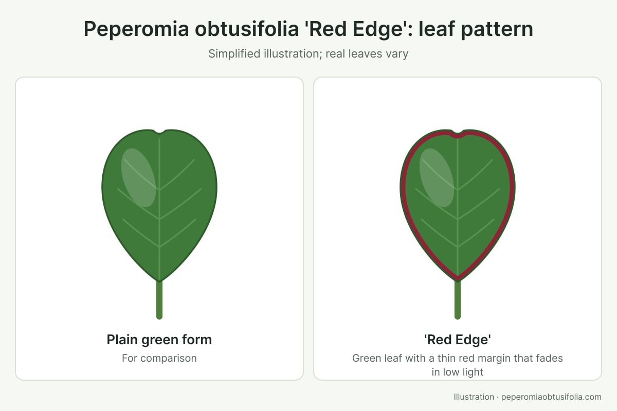 Illustration of a Peperomia obtusifolia 'Red Edge' leaf with a thin red margin next to a plain green leaf