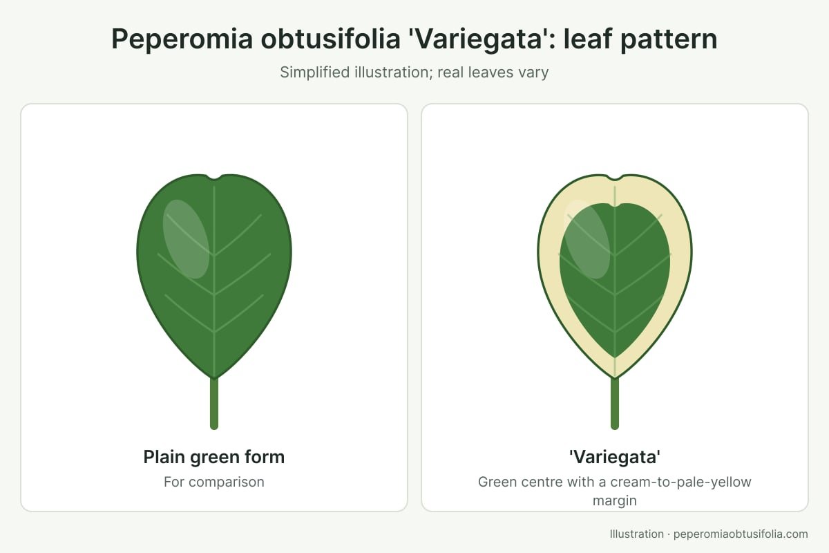 Illustration of a Peperomia obtusifolia 'Variegata' leaf with a cream margin next to a plain green leaf