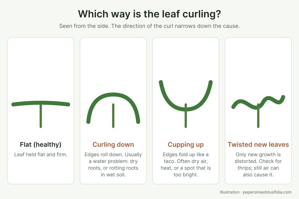 Illustration of four leaf curl patterns seen from the side: flat, curling down, cupping up, and twisted new growth