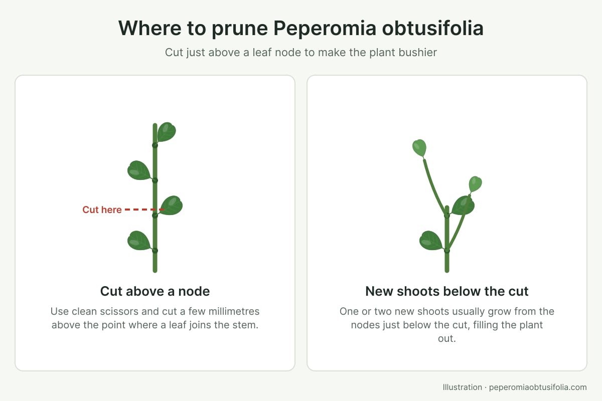 Diagram showing where to prune Peperomia obtusifolia, just above a leaf node, and the new shoots that grow below the cut
