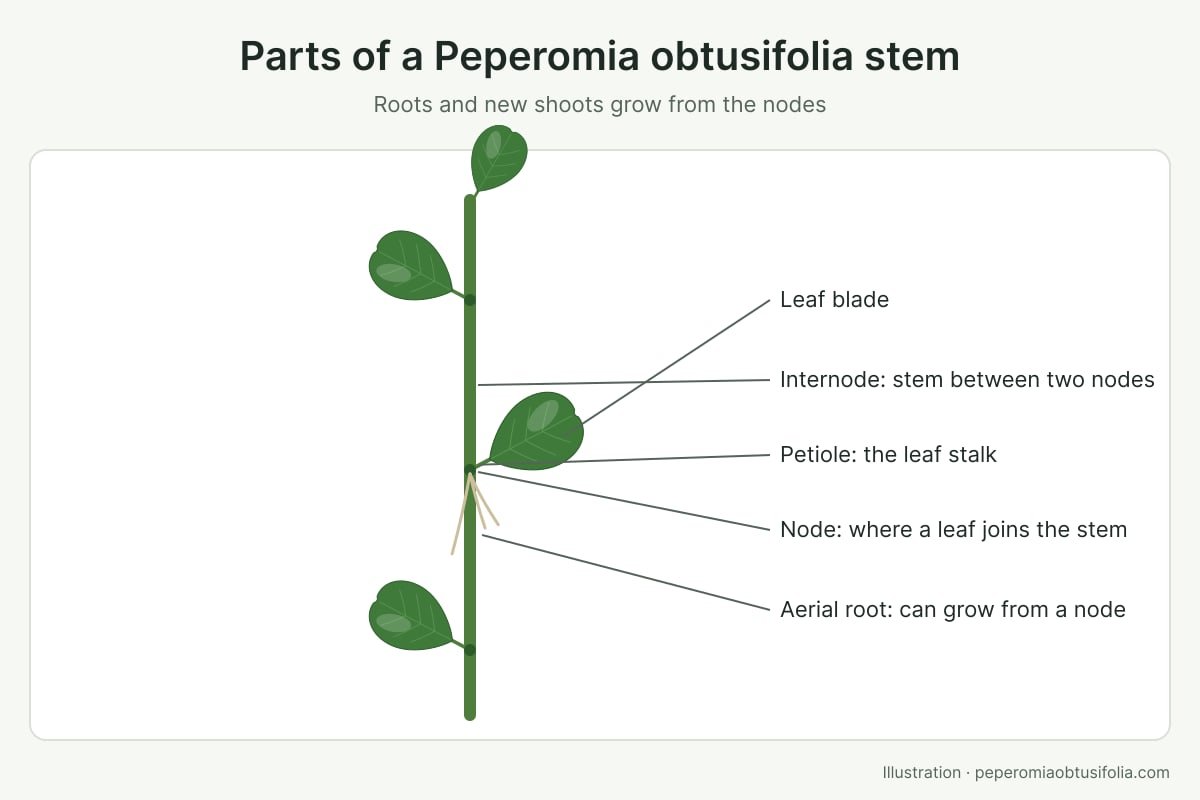 Labelled diagram of a Peperomia obtusifolia stem showing the leaf blade, petiole, node, internode and an aerial root