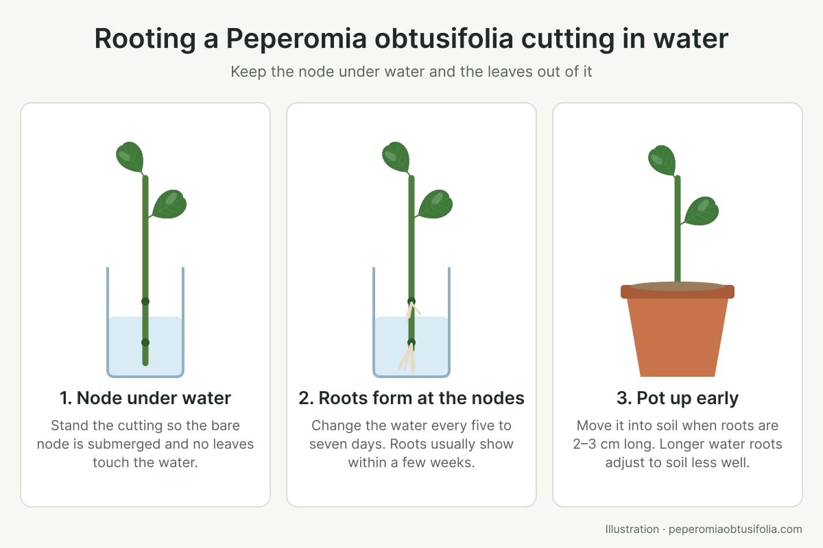 Diagram of rooting a Peperomia obtusifolia cutting in water: node under water, roots forming, potting up when roots are 2–3 cm long