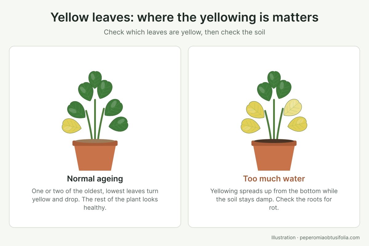 Illustration of two potted Peperomia obtusifolia plants: one with a single yellow lower leaf from normal ageing, one with several yellow lower leaves in wet soil