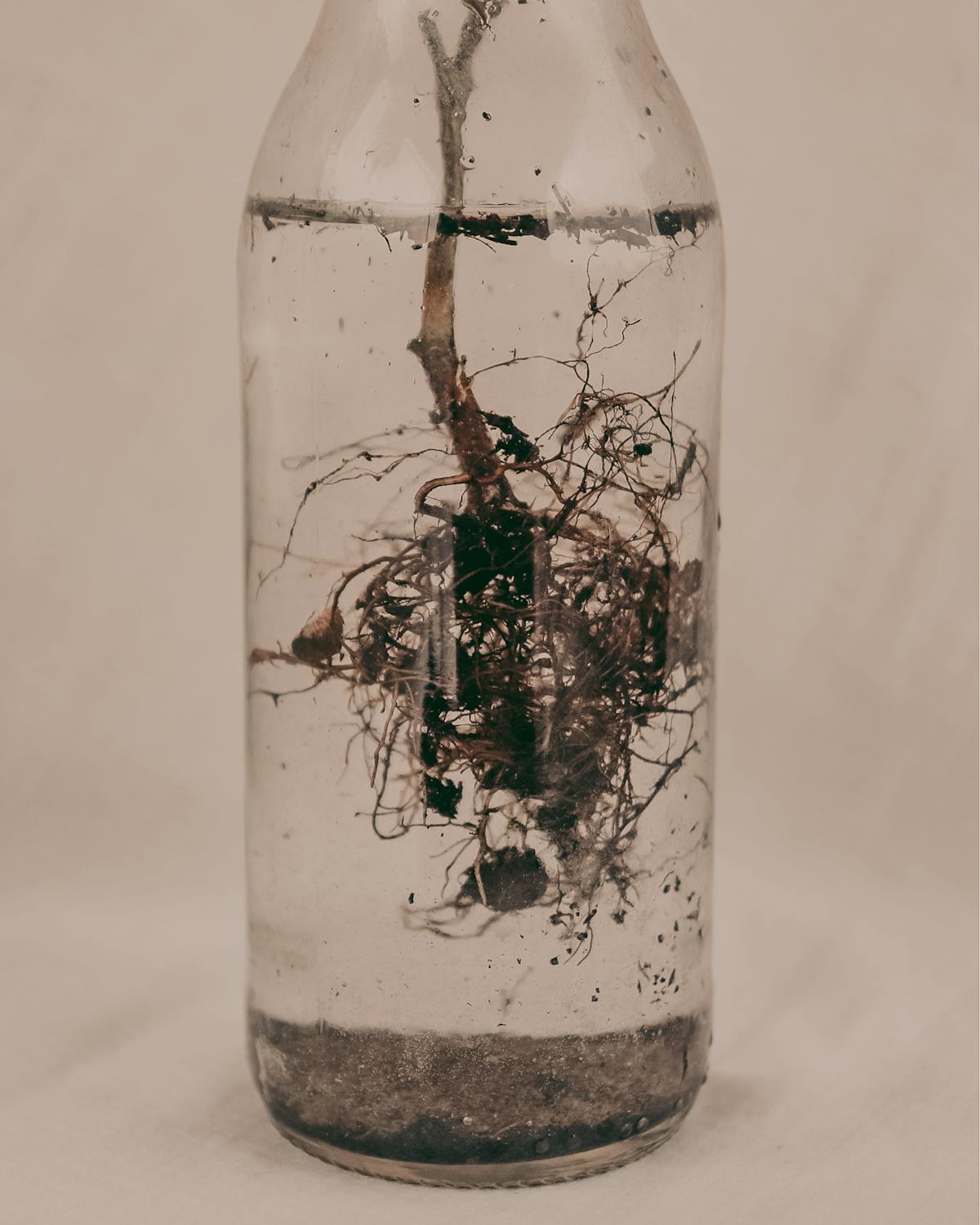 Close-up of tangled plant roots showing a natural earthy aesthetic