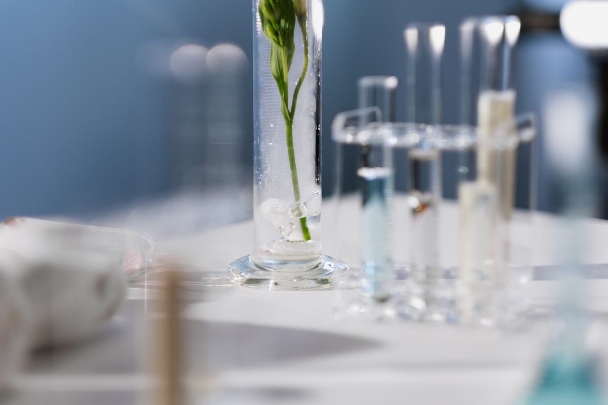 Laboratory glassware with a plant stem — sealed-chamber context for peperomia air purification marketing