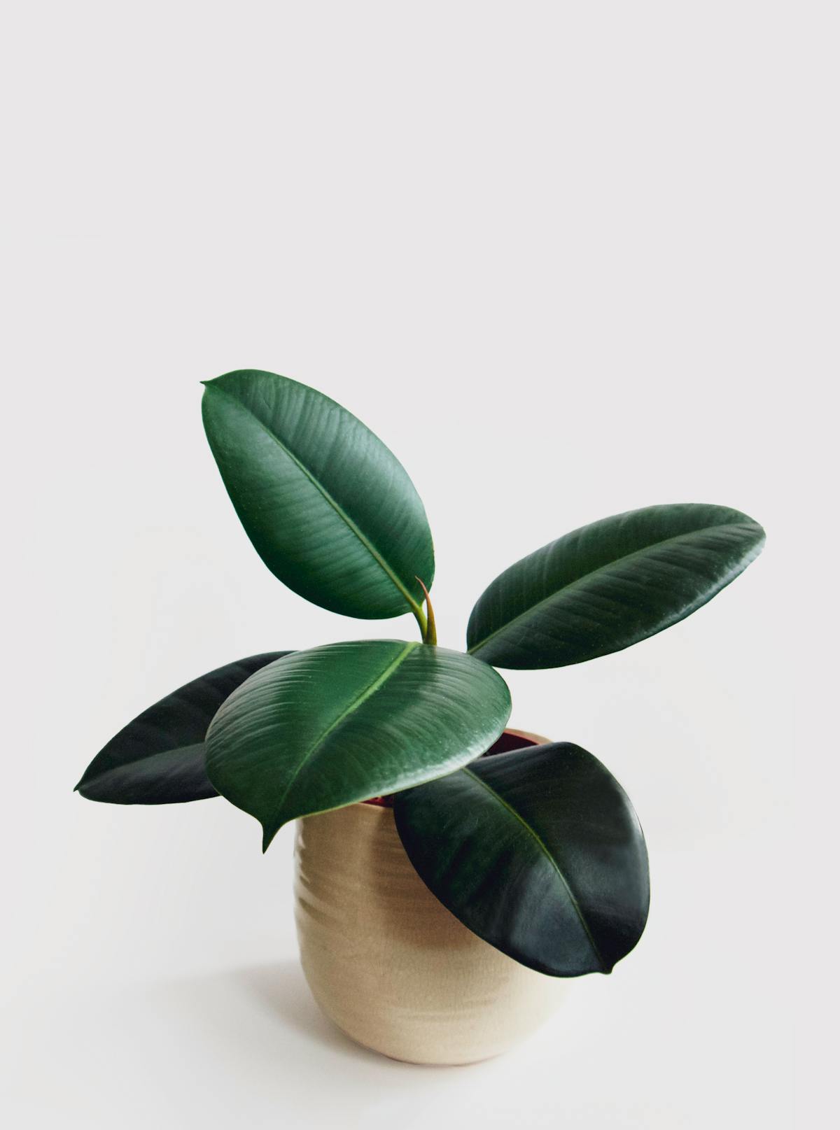 Baby Rubber Plant vs. True Rubber Tree: The Botanical Differences