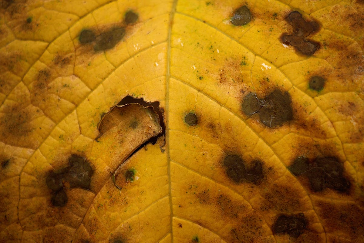 Bacterial Leaf Spot on Peperomia: Identification, Causes & Treatment
