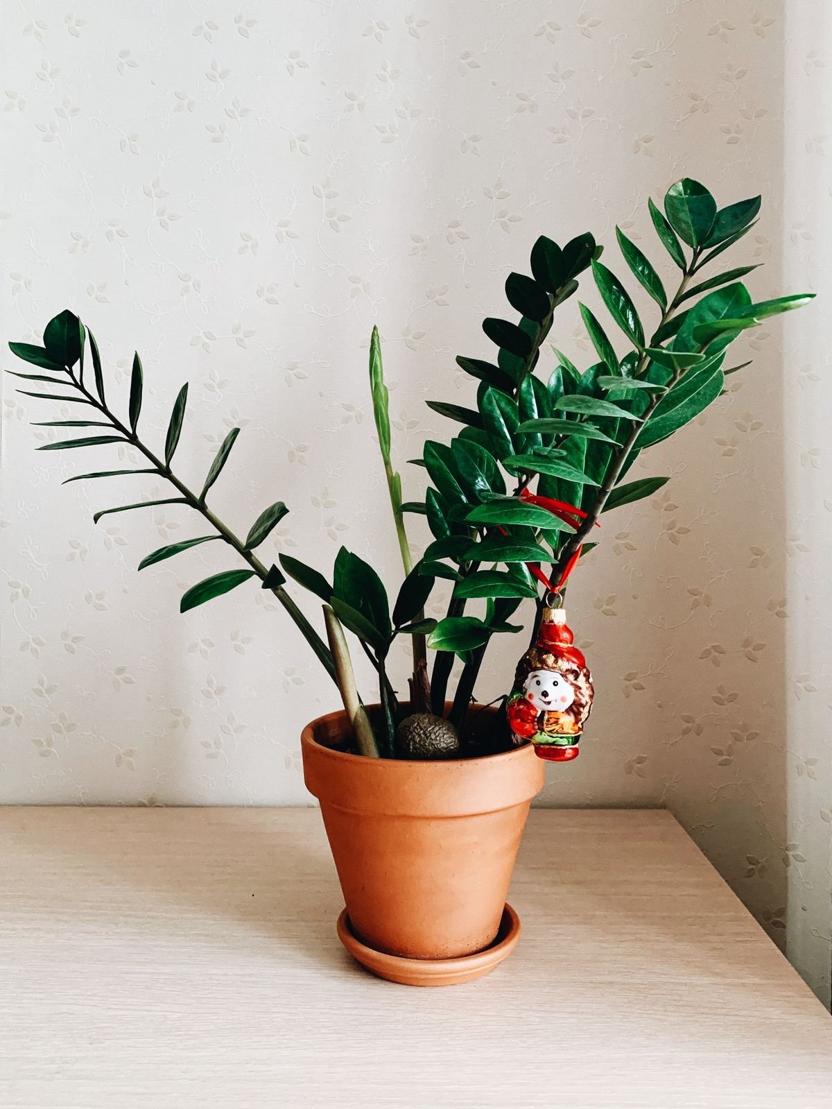 A glossy ZZ plant (Zamioculcas zamiifolia) in a pot, illustrating the pinnately compound leaves that distinguish it from Peperomia obtusifolia