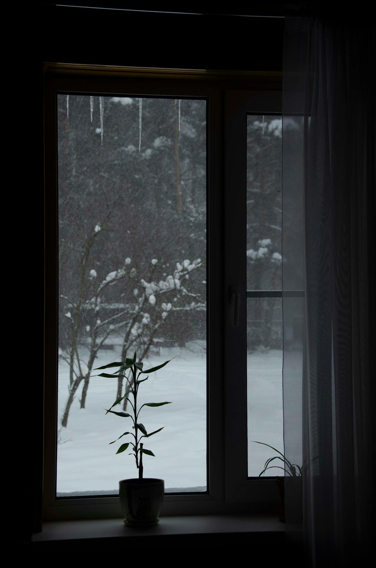 A potted houseplant on a windowsill with a snow-covered view through the glass — the configuration that produces leaf drop from chilling injury