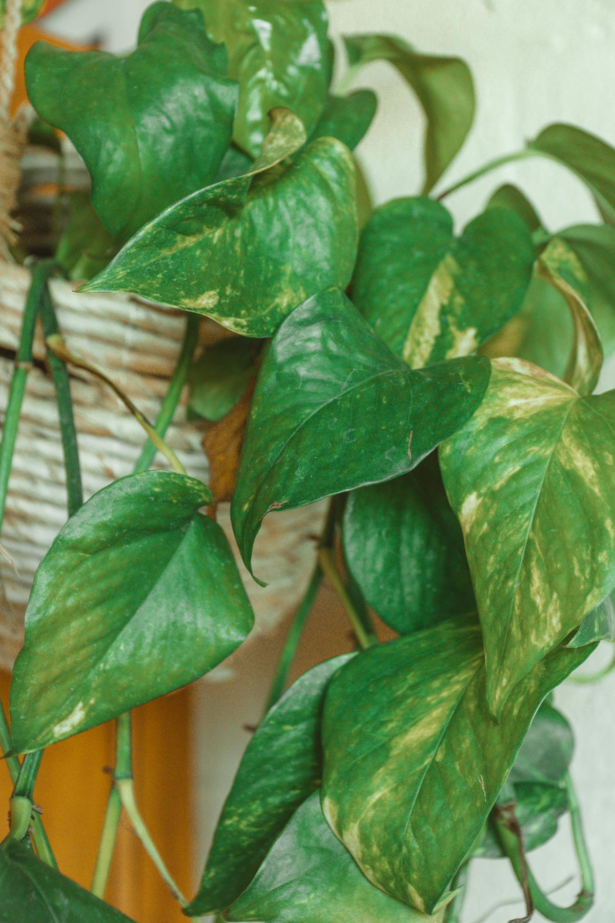 Lush trailing Pothos cascading from a wicker basket — the vining morphology that distinguishes Pothos from the upright Peperomia obtusifolia