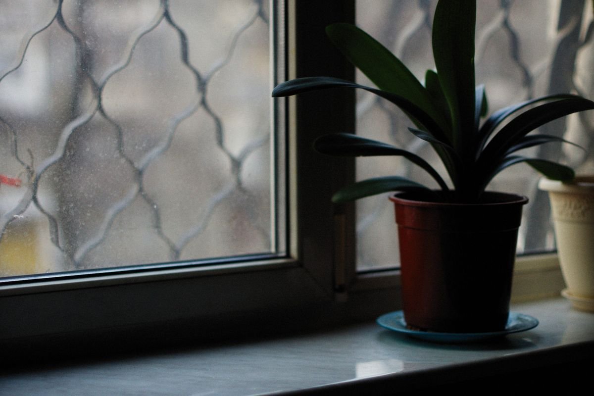 Single potted plant isolated on a bright windowsill away from other houseplants
