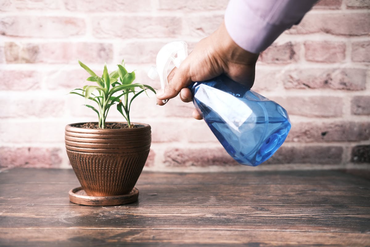 Hand using a blue spray bottle to treat an indoor houseplant for pests