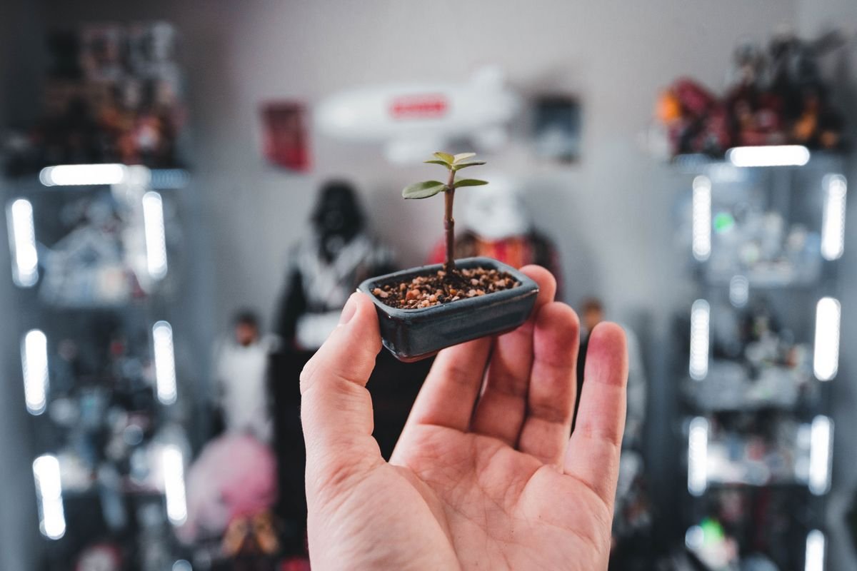 A hand holding a small miniature potted plant