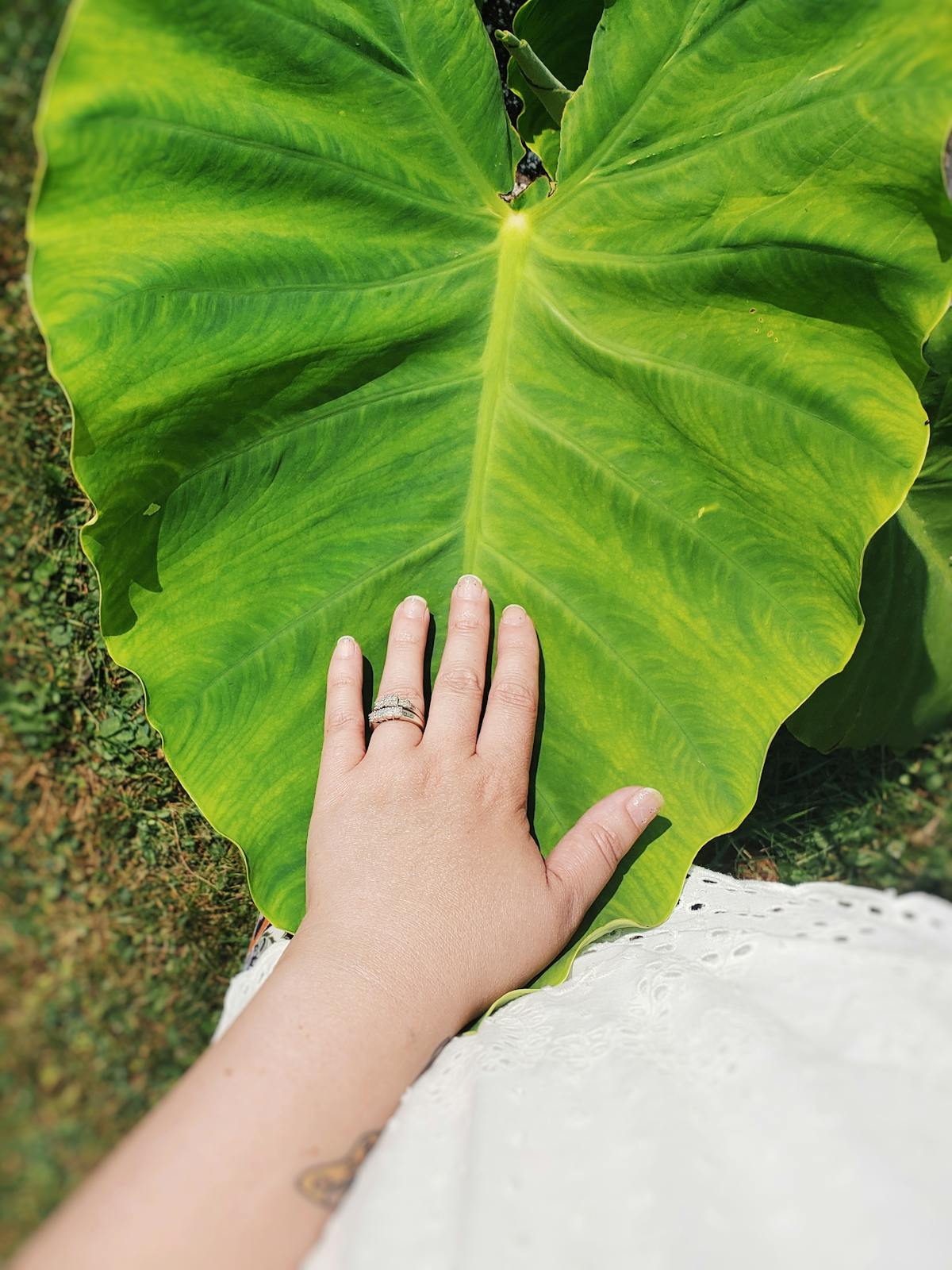 A close-up image of a hand resting on a large green leaf with sunlight highlighting the texture