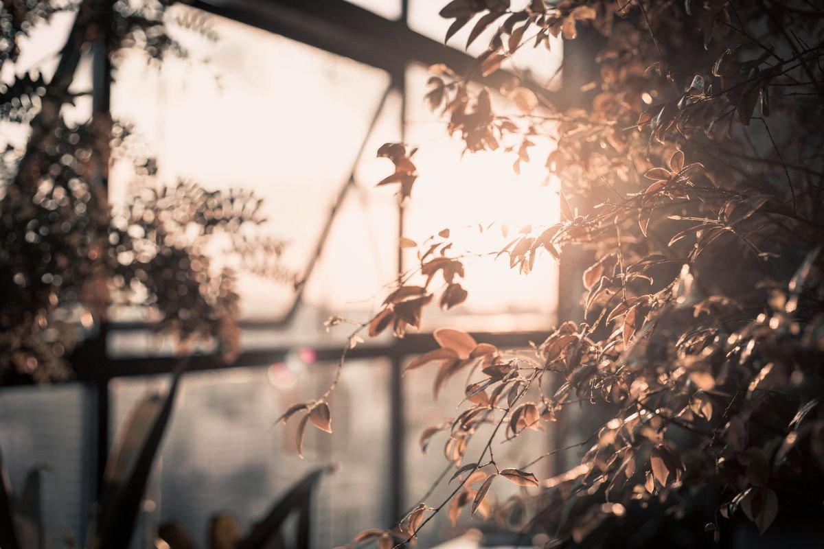 Sunlight streaming through glass onto indoor foliage near a bright window