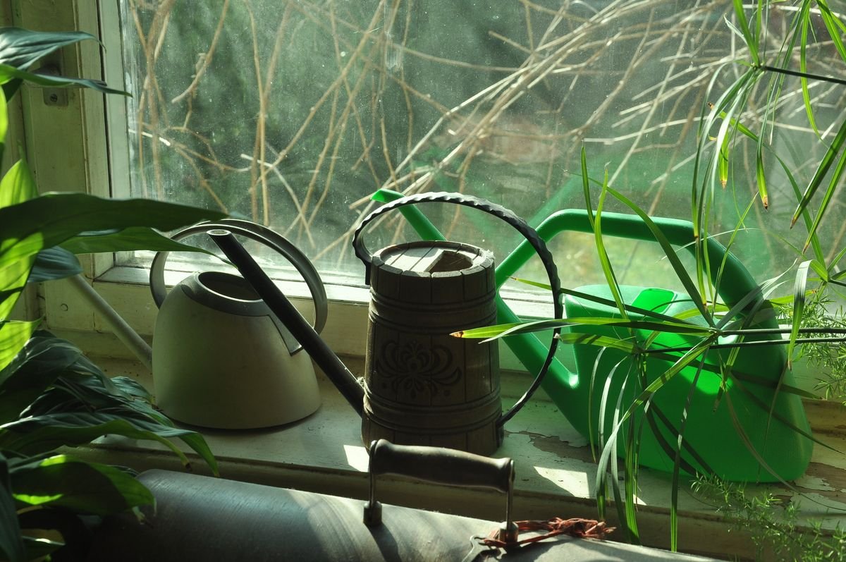 Indoor houseplants and watering cans on a sunlit windowsill prepared for a watering session