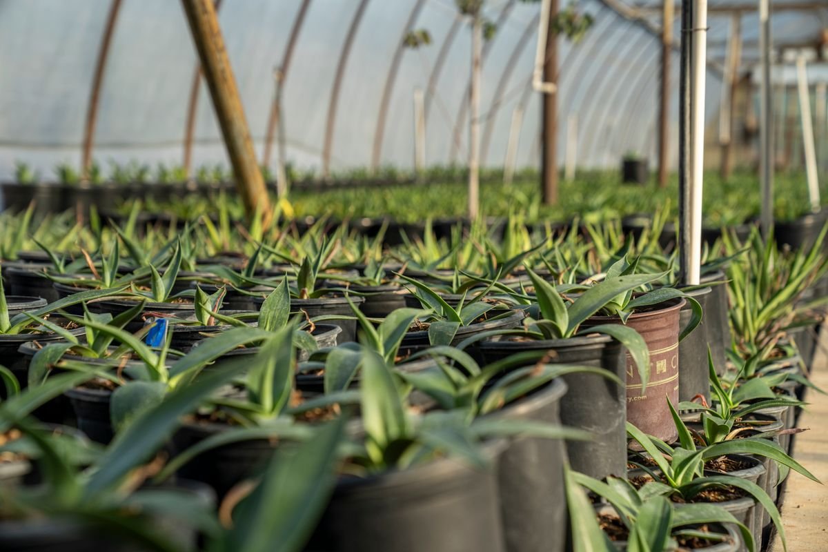 Peperomia Online Nurseries: 7 Reliable Sources for 2026