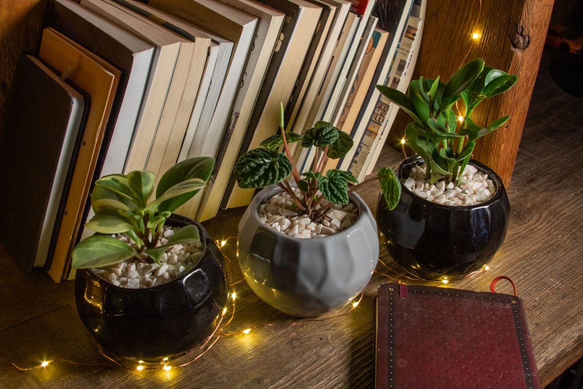 Three small peperomia plants in round pots next to a row of books, including a crinkle-leaf Peperomia caperata