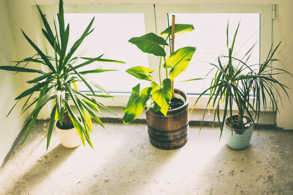 Indoor plants basking in soft sunlight by a window