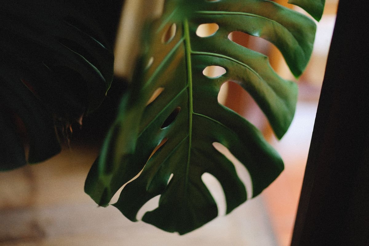 A Monstera deliciosa leaf showing its characteristic fenestrations (holes), illustrating the structural contrast with the solid Peperomia obtusifolia leaf