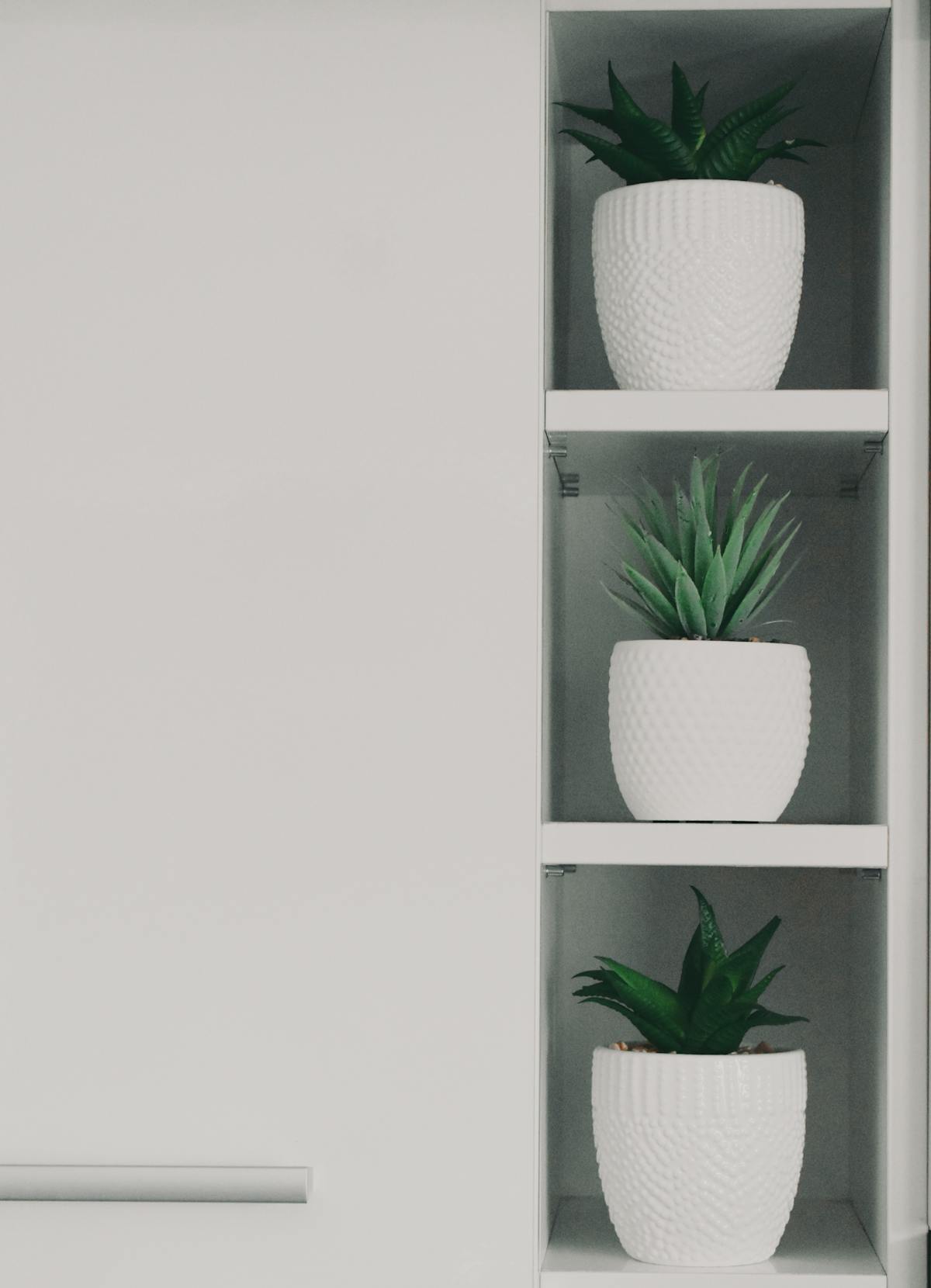 Modern indoor plants displayed in white ceramic pots on a sleek wooden shelf