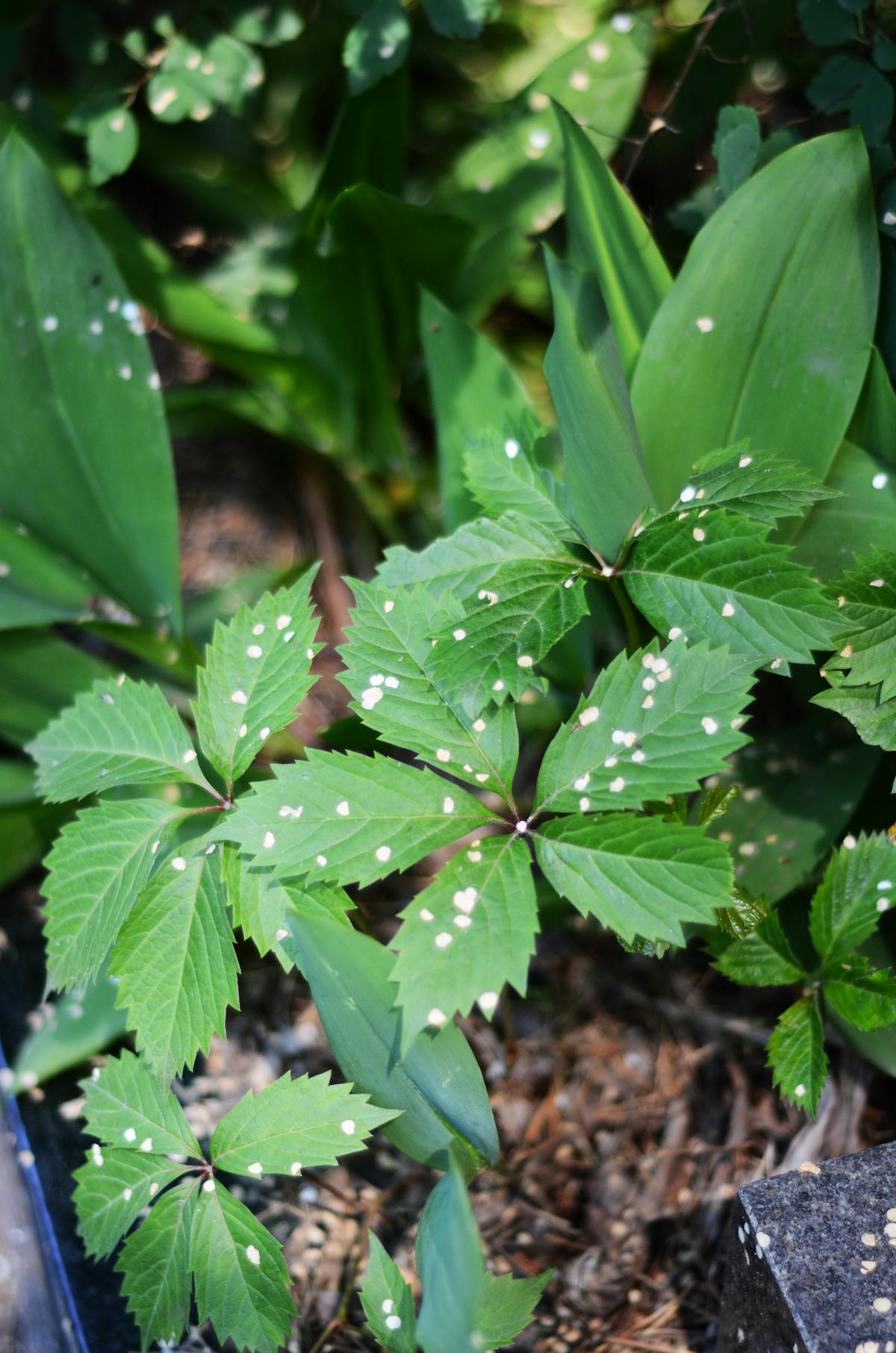 Detailed view of a green leaf with natural texture, representing the goal of healthy new growth.