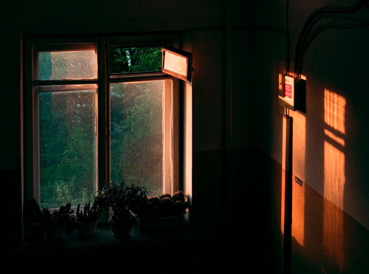 Sunlight casting shadows through a window onto indoor plants