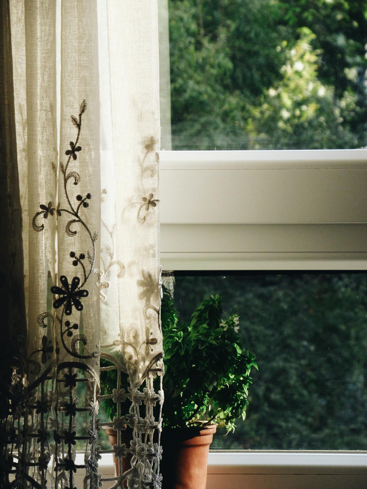 Filtered Light vs. Indirect Light: The Peperomia Photon Guide