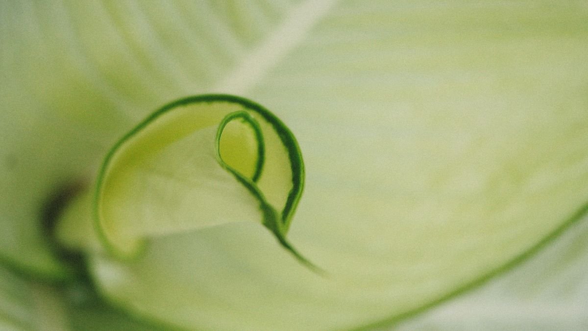 Close-up of a green leaf with a curled edge — visual cue for peperomia deformed leaves from uneven expansion