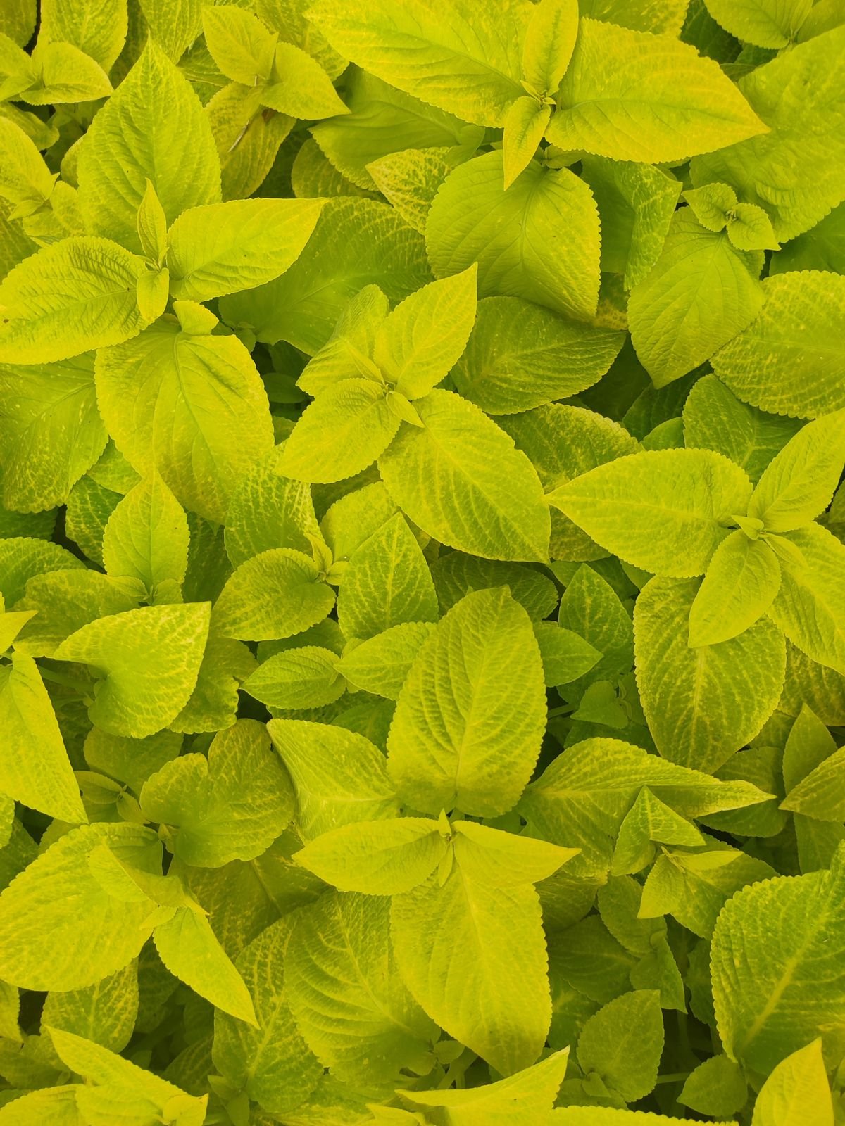 Close-up of vibrant lime-green Peperomia foliage showing the colour this cultivar depends on adequate light to hold