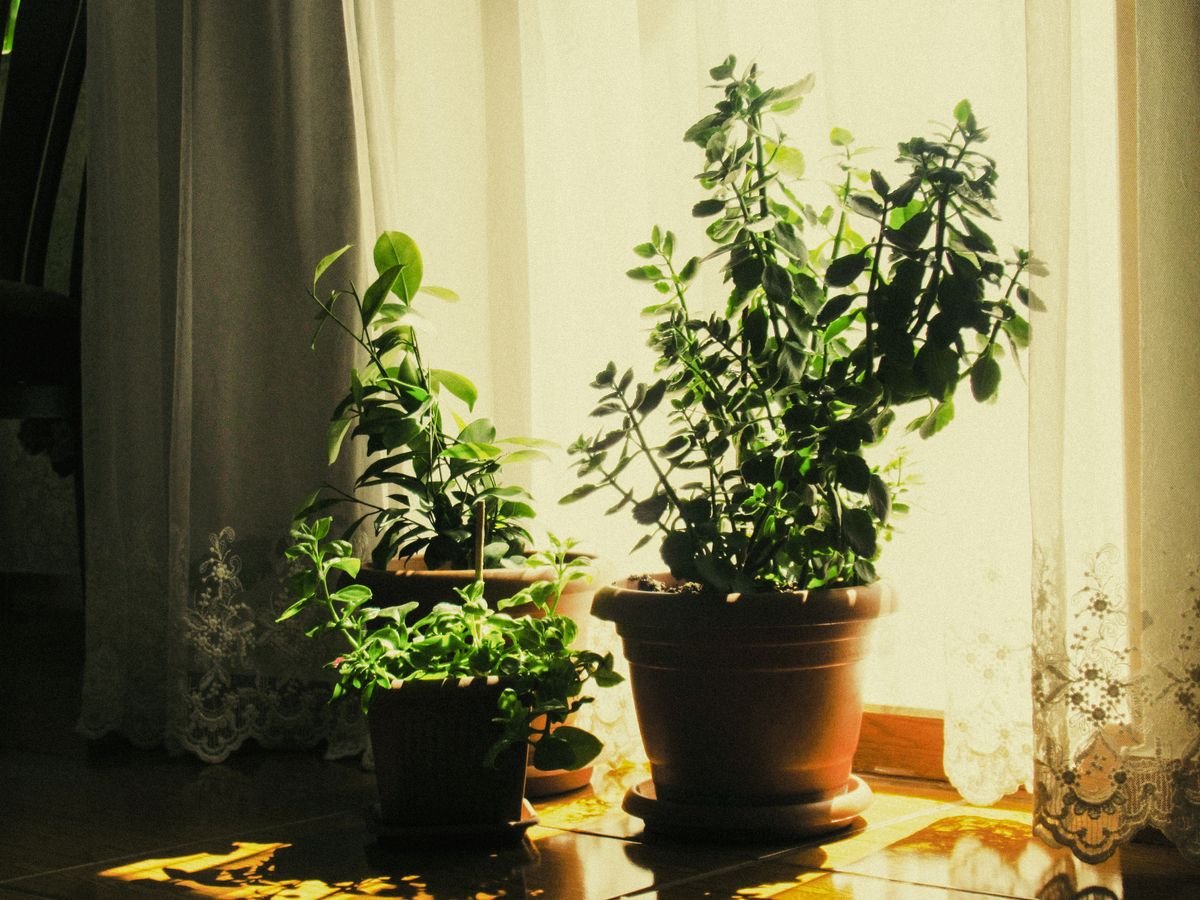 Houseplant positioned in a sunlit window corner, prioritising available light over symbolic placement