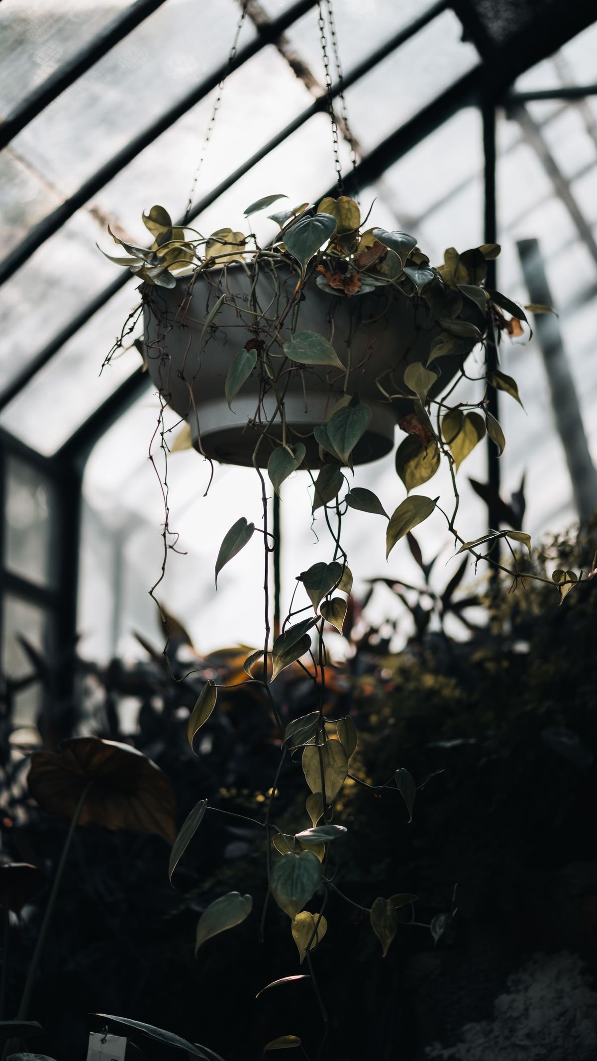 A hanging plant with trailing foliage suspended in a bright sunlit room