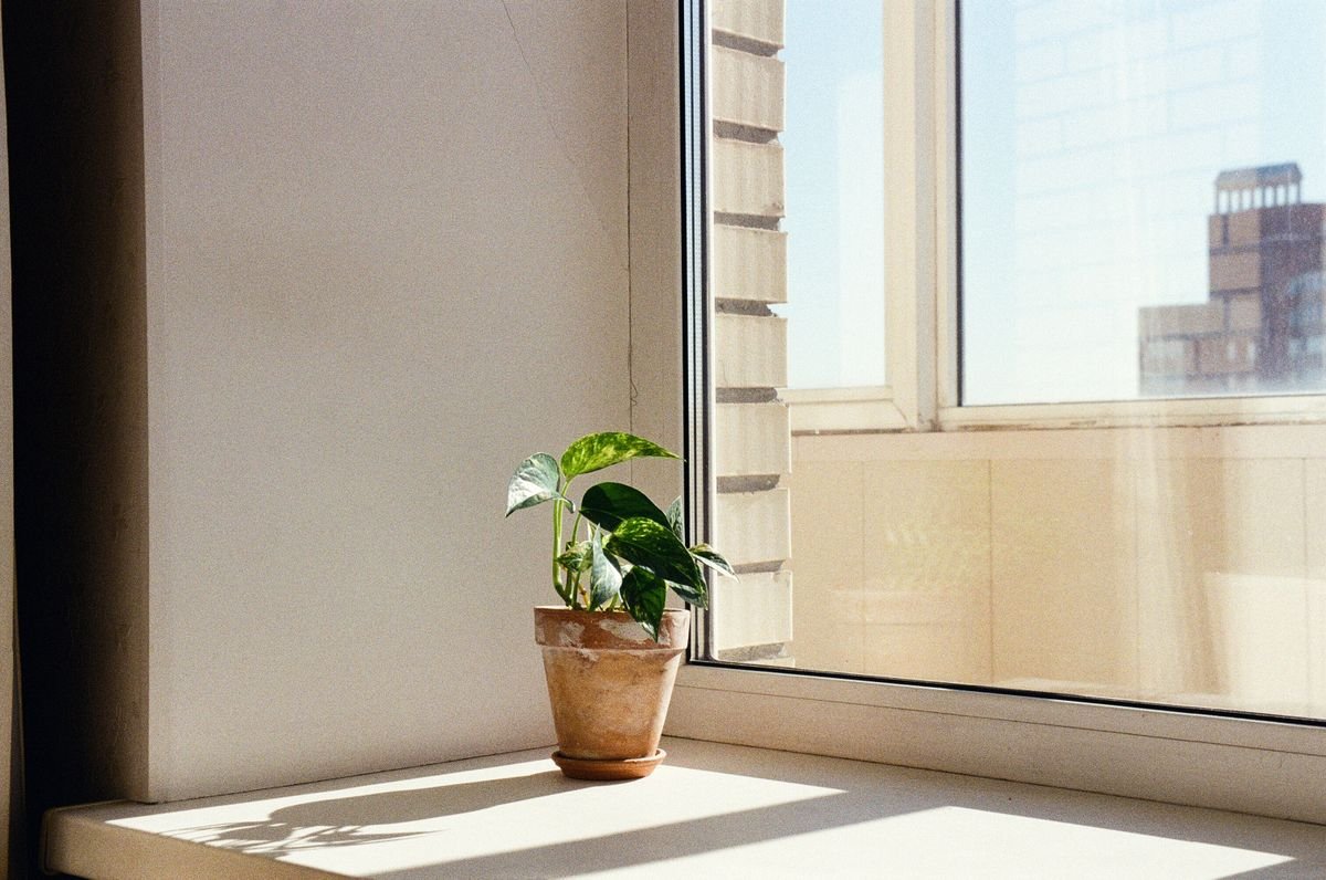 Potted plant on a sunlit windowsill — measure at the leaf face, not only on the empty sill