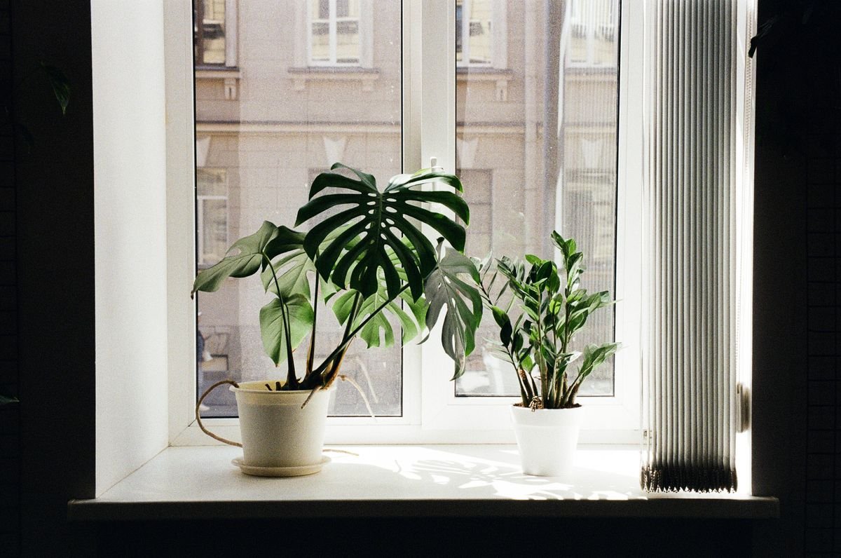Sunlit windowsill with potted houseplants — bright indirect placement for a peperomia humidity tent, not direct beam