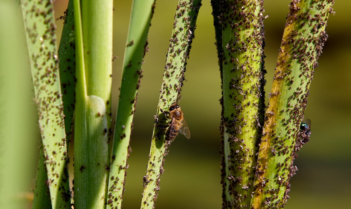Close-up image of plant stems infested with aphids