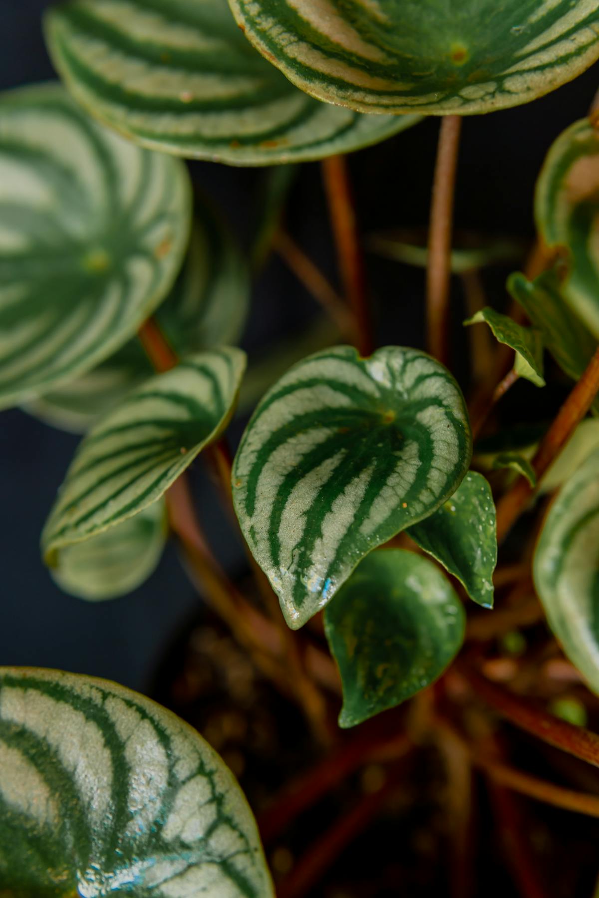 Blistered Leaves: Diagnosing and Treating Peperomia Edema