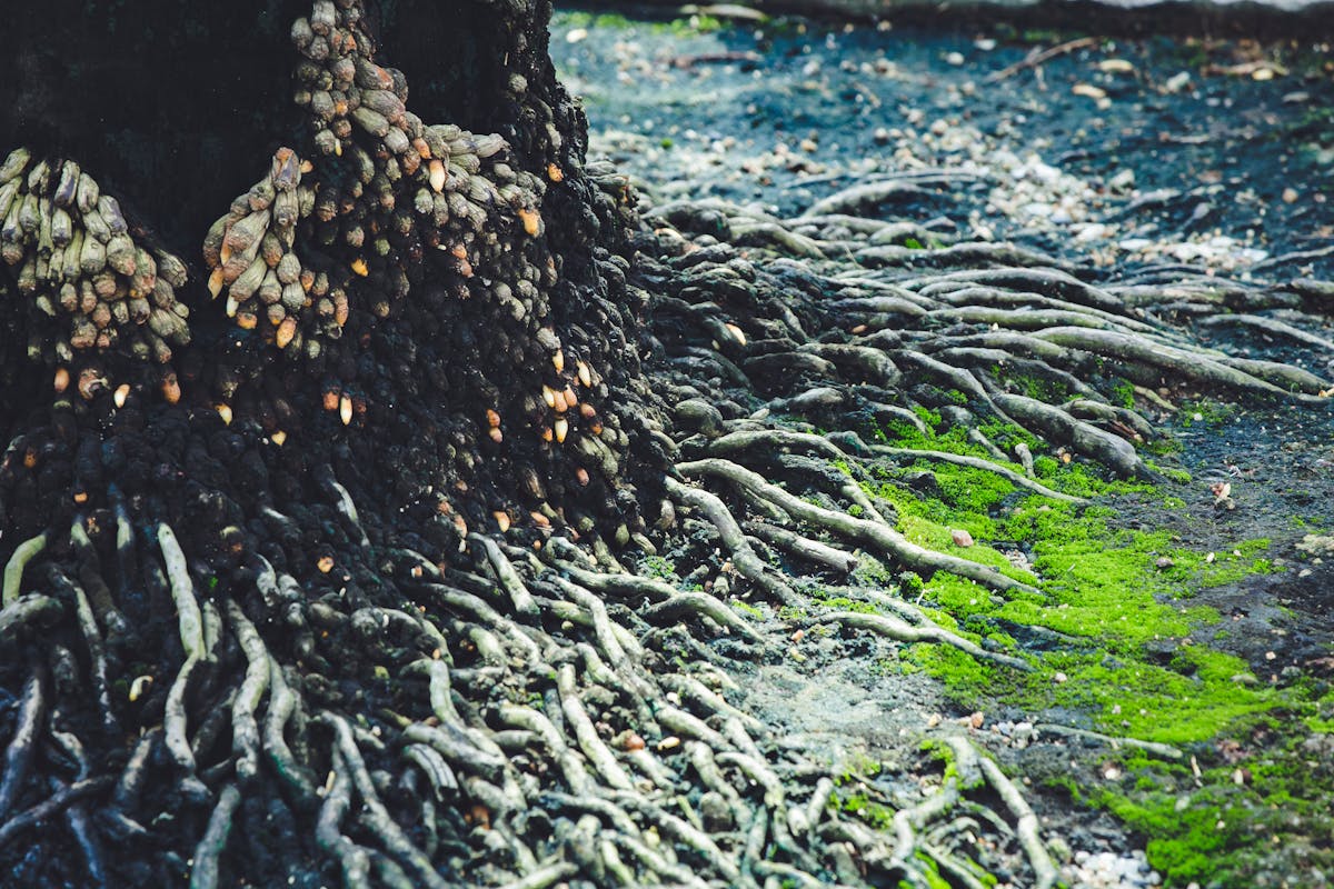 Close-up view of tree roots intertwined with green moss