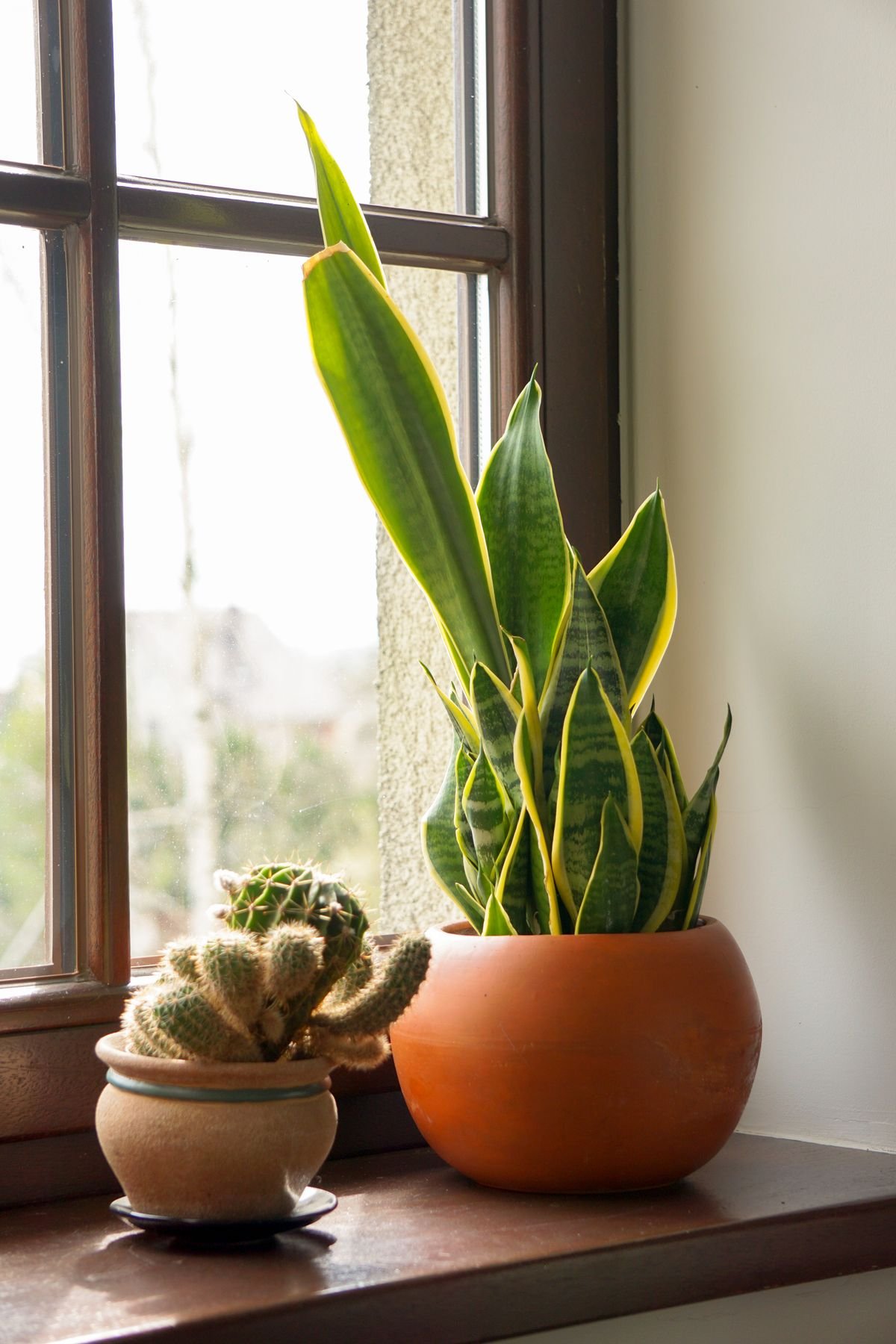 A collection of potted houseplants grouped together on a sunlit windowsill