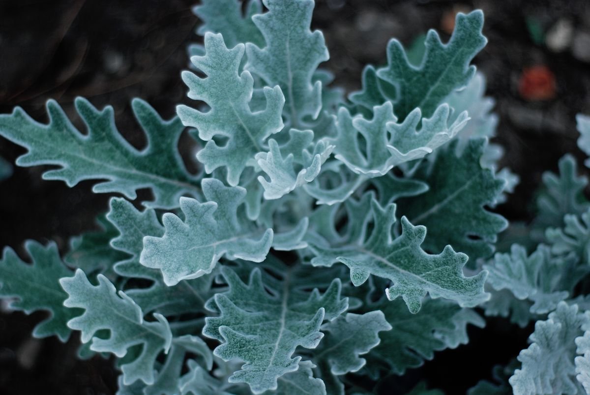 Silver-dust textured foliage close-up — visual analogue for flour-like powdery mildew on peperomia leaves