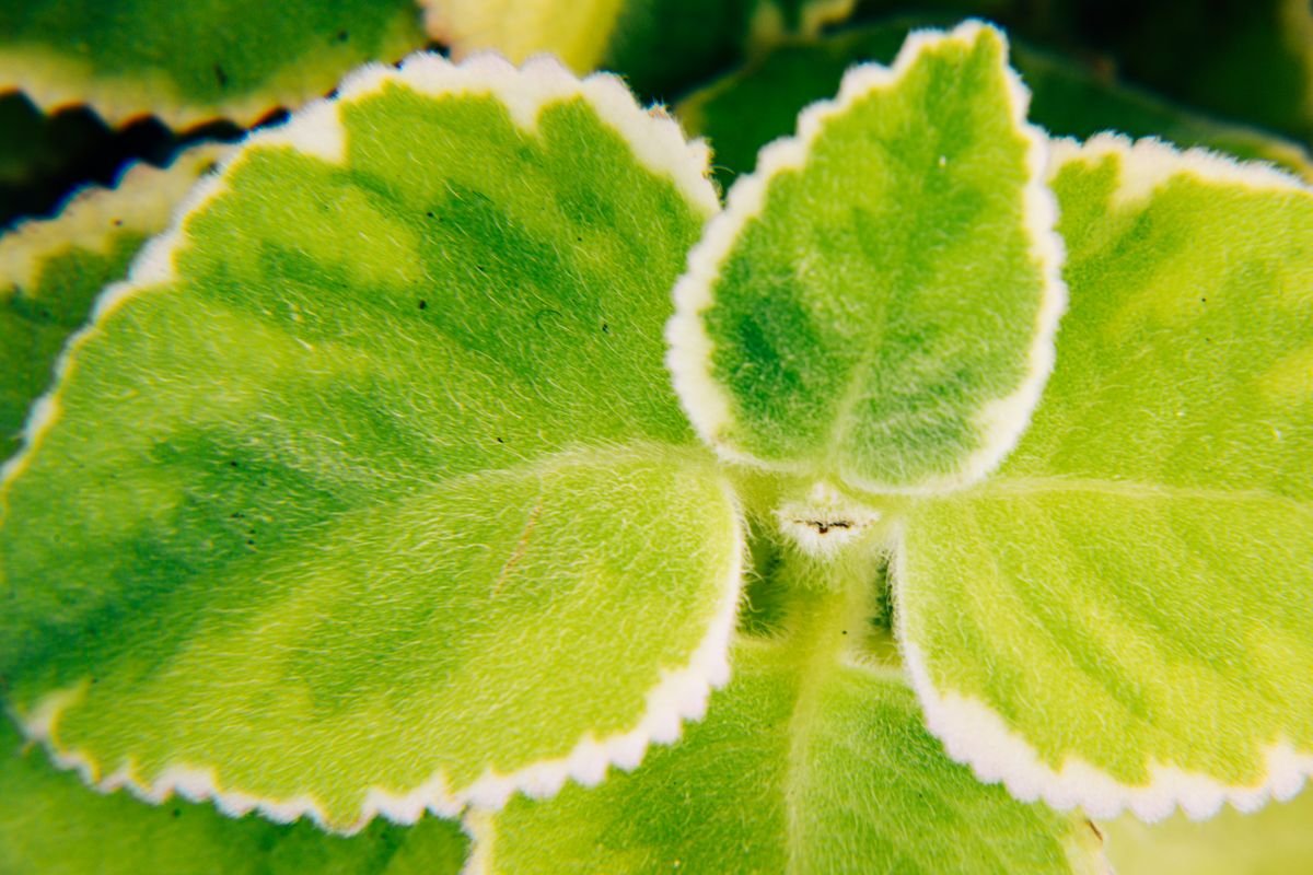 Close-up of a green leaf with a distinct white margin around the edge
