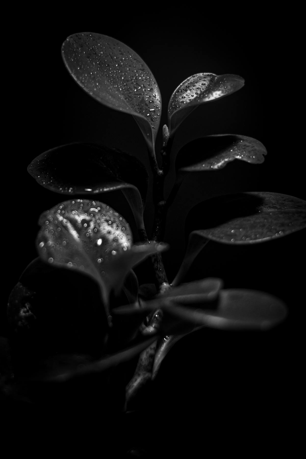 Wet Peperomia leaves with droplets